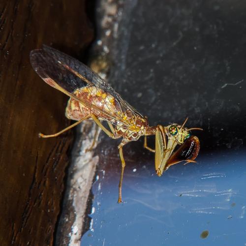 Réf. 285 904 : Mantispa styriaca